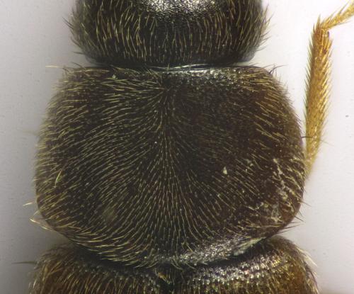 Acrotona pseudotenera